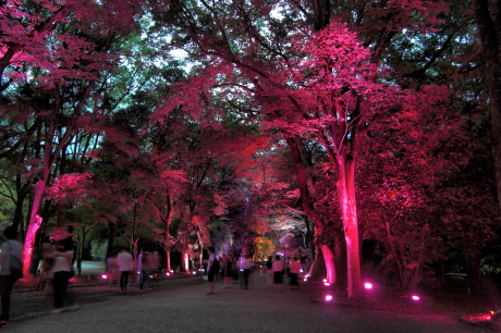 「糺の森」光の祭　ライトアップ